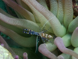 Spotted Cleaner Shrimp IMG 5934